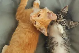 当你得到了软萌可爱的嘤嘤怪，就会变得越发温柔。猛男就该吸猫！视频封面