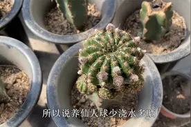 仙人球不开花？如果你冬天“足够懒”，无论哪个品种，都能开爆花视频封面