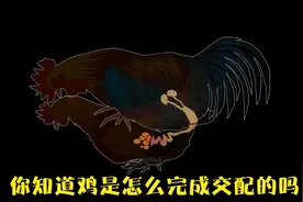 公鸡的精子能停留二十四天？感受鸡蛋从受精到孵化的全过程！视频封面