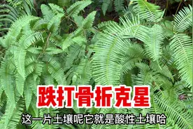 芒萁又名铁狼萁，把它捣碎作用厉害了，认识一下，可能对你有帮助视频封面