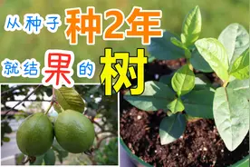 从种子种番石榴/芭乐, 快速经济型果树, 种子盆栽视频封面