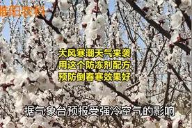 大风寒潮天气来袭，用这个防冻剂配方，预防倒春寒效果好视频封面
