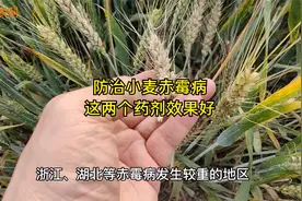 防治小麦赤霉病，用这两个药剂就可以啦，价格便宜效果好视频封面