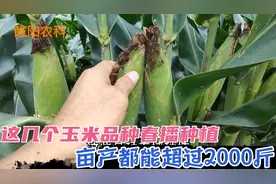 这几个玉米品种春播种植，亩产都能超过2000斤，明年首选种植品种视频封面