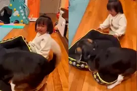 萌娃哭着和狗抢窝，狗子双手紧抓大声抗议：急的就差开口骂人了！视频封面