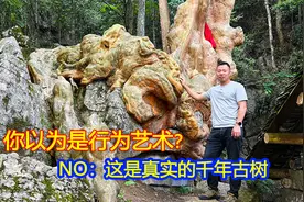 贵州深山一棵千年古树，奇形怪状的盘踞在岩石之上，真是一大奇观视频封面