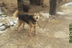 终于找到它的后代，即将绝迹的太行山笨土狗，正宗的土狗特征明显