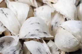 燕窝里的“小绒毛”可以吃吗？为了宝宝，不妨看看