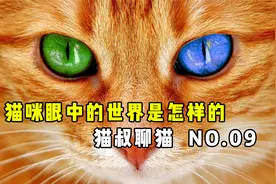【猫叔聊猫】你们知道猫咪眼中的世界是怎样的吗视频封面