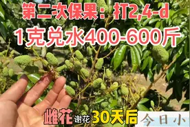 荔枝打药物保果，这样荔枝幼果就不会大量生理落果视频封面