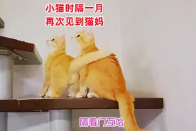 分别一月后，主人骗两只小猫去见猫妈，母子相认该有多感动？视频封面