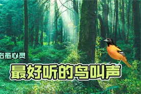 最好听的鸟叫声大全：30分钟天籁之音，仿佛置身山林，值得收藏视频封面