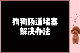 狗狗肠道堵塞解决方法视频封面