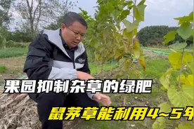 能替代人工除草的绿肥，鼠茅草连续用4~5年，后期好管理视频封面