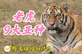 虎年年末特辑下：盘点老虎的9大亚种，还有比东北金渐层更勇猛的