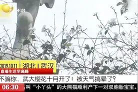 3月樱花10月开？不骗你，武大樱花十月开了！网友：被天气搞晕了视频封面