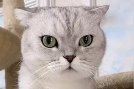 摸其他的猫回来让她检查，她就会蹭我手，团子真的是狗鼻子视频封面