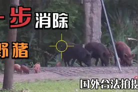 美国小哥用夜视镜为农场主大哥除害，狩猎野猪视频封面