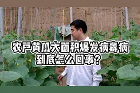 黄瓜棚大面积爆发病毒病，到底是怎么回事？菜农一眼看出问题关键视频封面
