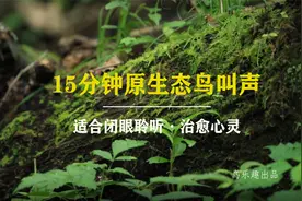 15分钟大自然纯正鸟叫声，治愈心灵，解压助眠，太好听了视频封面