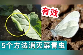 【种菜除虫】5个消灭菜青虫的方法视频封面
