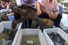 乌龟市场，大鳄龟叫价1000块钱一只，老板说可以养到100斤以上！视频封面