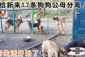 为了更好的防止狗狗繁殖，给新救回来的17狗狗，公母分离划分区域视频封面