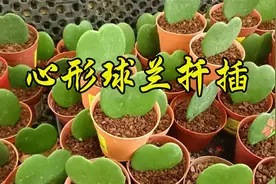 心形球兰的扦插方法，操作简单成活率高，赶紧培育几盆吧视频封面