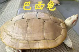 网友都说巴西龟不换壳，今天老林就带大家看看巴西龟到底换不换壳视频封面