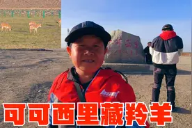 老男孩穿越可可西里，终于亲眼见到藏羚羊，难掩内心的激动视频封面