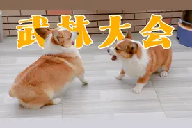 柯基千万不要两只一起养，不然你的家里天天都在开武林大会！