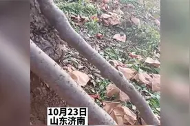 老苹果树即将枯死，主人欲砍掉视频封面