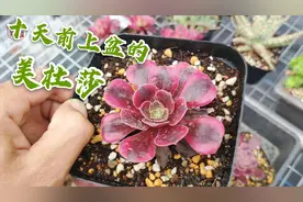 十天前网购的美杜莎法师服盆了吗？怎样判断是否服盆？视频封面