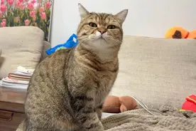 养了一只聋哑猫咪是啥体验？表达不满就是对主人翻白眼甩脸子视频封面