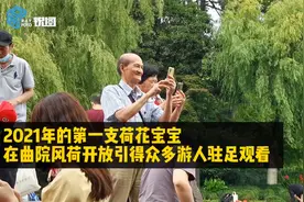 杭州西湖第一朵荷花绽放，曲院风荷的荷花宝宝“一枝独秀”