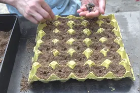 葵花籽繁殖，不用泥土，用这种方法很快冒芽视频封面