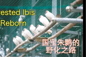 国宝朱鹮的野化之路视频封面