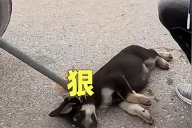 狗贩子有什么绝招，能让凶悍的狗变老实视频封面