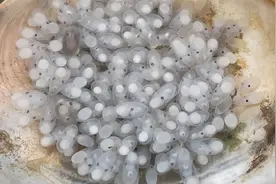 大海退潮后，大庆赶海找到一窝八爪鱼宝宝，瞪着小眼睛躲在贝壳里视频封面