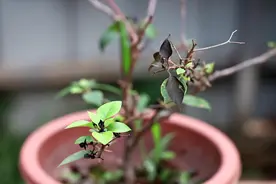 三角梅叶子干枯脱落，最常见的莫过于这2个原因，赶快避免视频封面