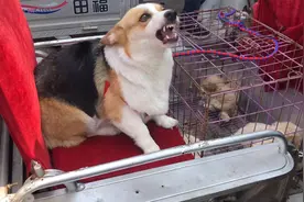 成年柯基300都没人要？得知真相后瞬间明白，再便宜也不敢要！视频封面