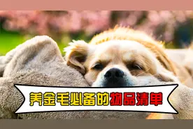 养金毛必备的物品清单，你都准备好了吗？