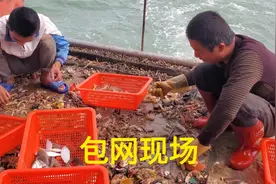 厦门林先生包船出海捕捞，收网后挑捡过程欢笑声不断，太好玩了视频封面