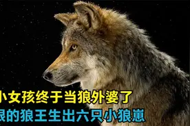被小女孩养大的狼王，生出六只狼宝宝，可是狼宝宝的长相不像狼王视频封面