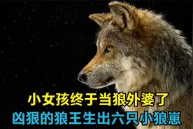 被小女孩养大的狼王，生出六只狼宝宝，可是狼宝宝的长相不像狼王视频封面