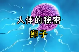 人体内最大的细胞，卵子的秘密视频封面