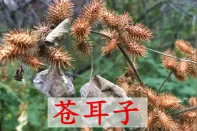 苍耳子大家认识吗？中药铺又叫“牛虱子”，一起了解下用途与价值视频封面