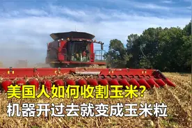 美国人收割玉米，机器开过去就变成玉米粒，收割效果杠杠滴！视频封面