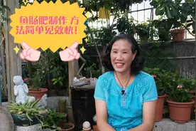 高磷高钾鱼肠肥60后阿姨这样制作，方法简单见效快，植物好肥料