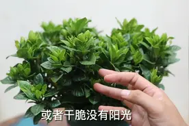 栀子花叶子干了怎么办？园艺师教你，栀子花基础养护技巧